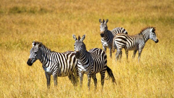 Zebras no parque Masai Mara, Quênia - Sputnik Brasil