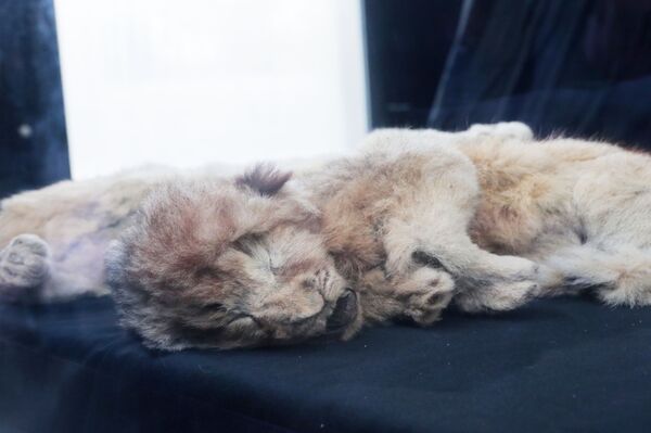 Como se estivessem vivos: os animais pré-históricos encontrados no permafrost russo - Sputnik Brasil