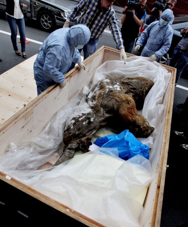 Como se estivessem vivos: os animais pré-históricos encontrados no permafrost russo - Sputnik Brasil