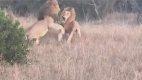 Dois leões travam uma batalha feroz pelo coração de uma fêmea no Quênia - Sputnik Brasil