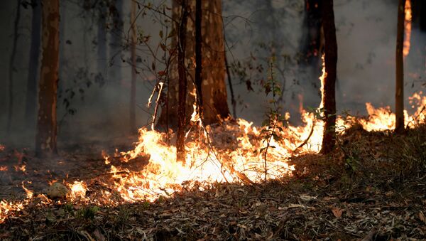 Incêndios florestais no estado de Nova Gales do Sul, Austrália - Sputnik Brasil