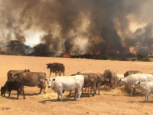 Vacas se reúnem em campo durante incêndio na ilha Canguru, no sul da Austrália - Sputnik Brasil