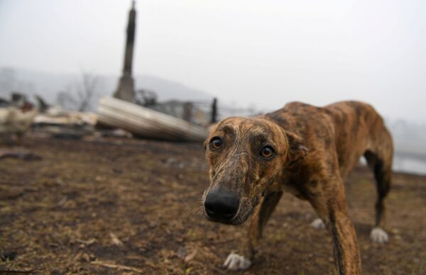 Cachorro visita casa de seu dono devastada na Austrália - Sputnik Brasil