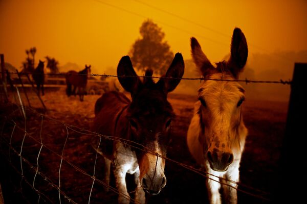 Animais durante incêndio desolador na Austrália - Sputnik Brasil