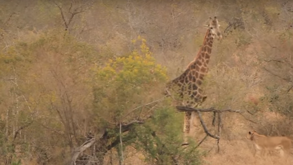 Girafa enfrenta leoas - Sputnik Brasil