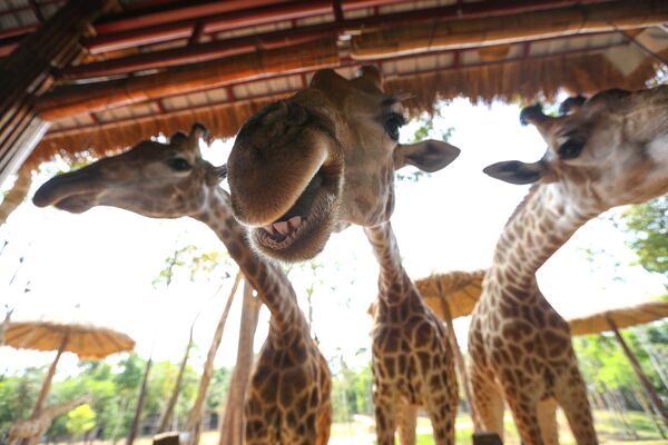 Girafas são fotografadas no parque Vinpearl Safari, na ilha de Phu Quoc, Vietnã - Sputnik Brasil