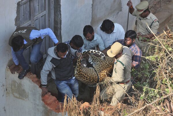 Leopardo invade casa e é capturado em operação de resgate na Índia (FOTOS, VÍDEO) - Sputnik Brasil
