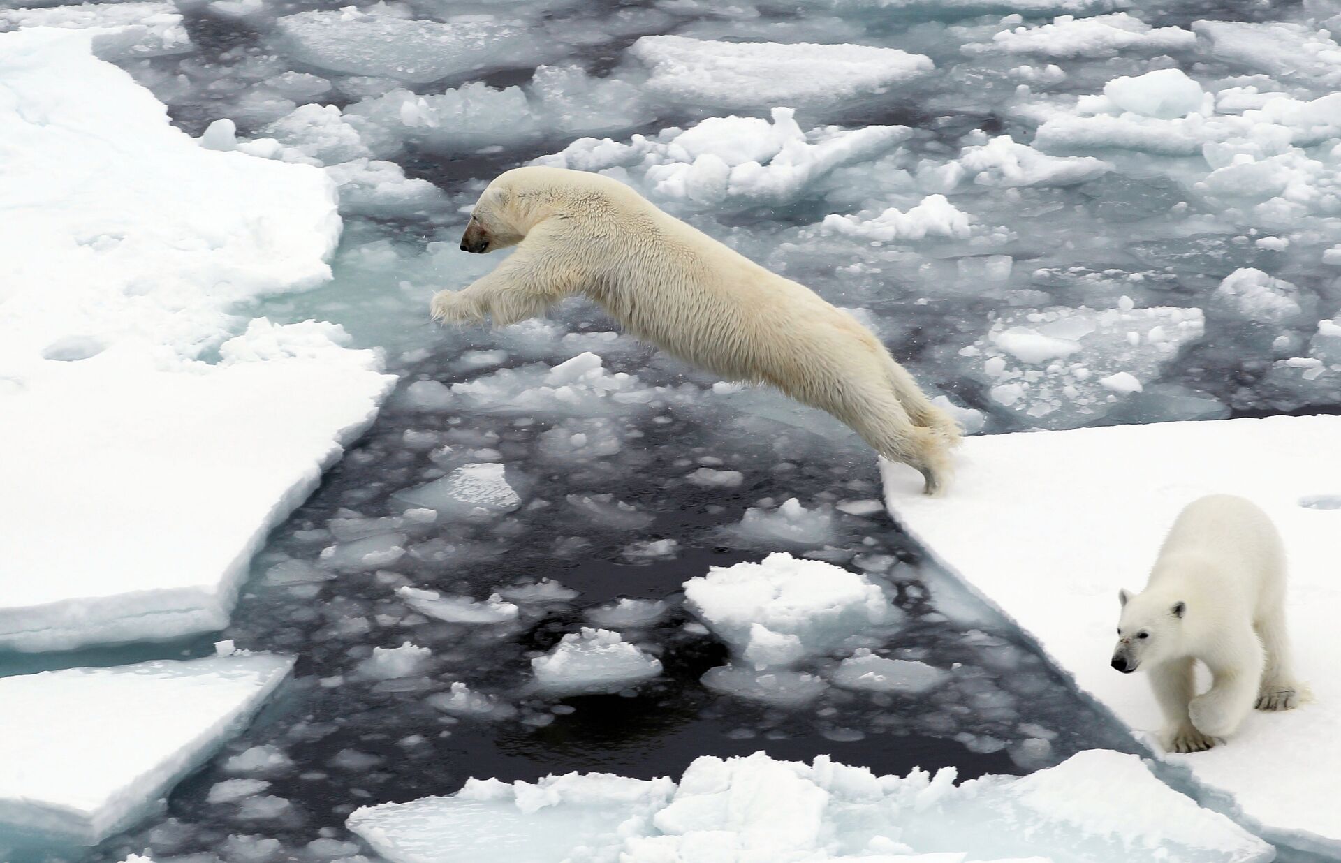 Urso polar branco salta entre formações de gelo no Oceano Ártico - Sputnik Brasil, 1920, 15.02.2025