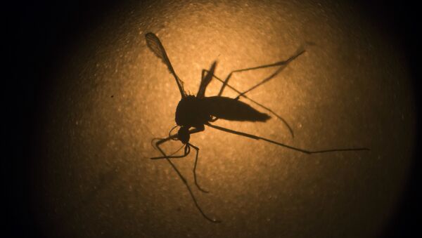 Mosquito Aedes Aegypti (foto de arquivo) - Sputnik Brasil
