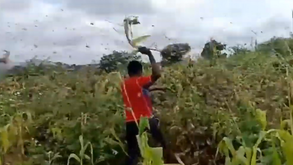 Gafanhotos devoram plantação e deixam fazendeiros desesperados no Quênia - Sputnik Brasil