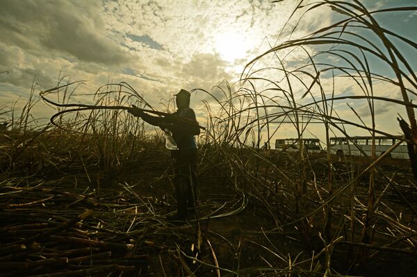 'Vulnerabilidade econômica e social levam ao trabalho escravo no Brasil', diz procurador da Justiça - Sputnik Brasil