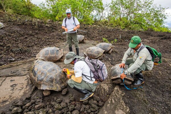 Tartarugas híbridas de espécies consideradas extintas são encontradas nas ilhas Galápagos (FOTO) - Sputnik Brasil