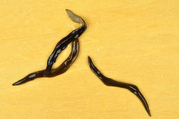 Verme carnívoro argentino invade Europa e poderia causar danos avassaladores ao continente - Sputnik Brasil