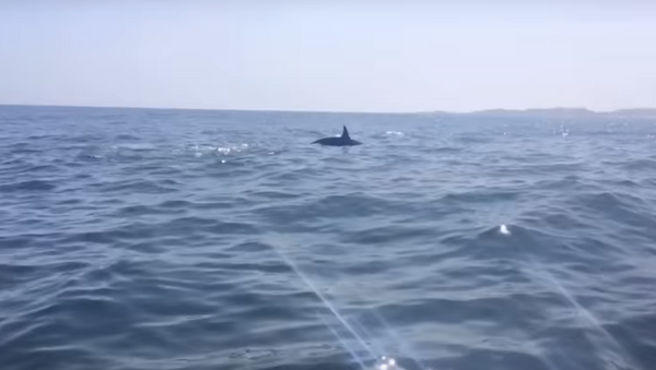 Orcas tentam atacar tubarão - Sputnik Brasil