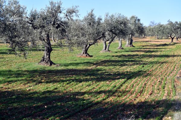 'Esfregamos o nariz deles na lama': forças sírias reforçam controle sobre Aleppo - Sputnik Brasil