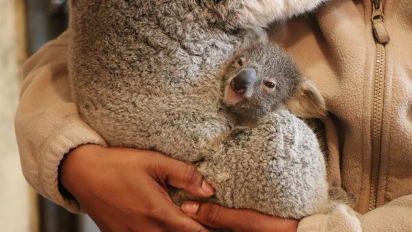 Filhote de coala nasce no zoológico de Lisboa - Sputnik Brasil