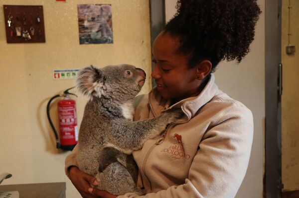 Filhote de coala nasce em Lisboa e reforça clamor pela conservação da espécie (VÍDEO) - Sputnik Brasil