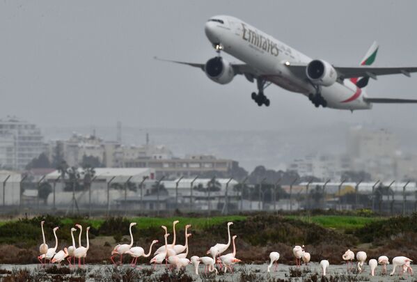 Flamingos rosa no lago Salgado perto do aeroporto de Larnaca, Chipre - Sputnik Brasil