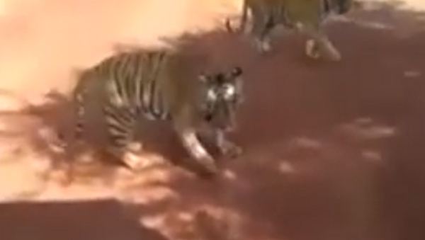 Tigre brigão - Sputnik Brasil