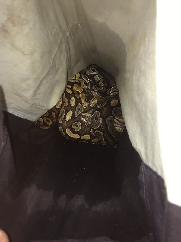  Em fronhas de criança, 13 pítons-africanas são abandonadas em rua britânica (FOTOS) - Sputnik Brasil