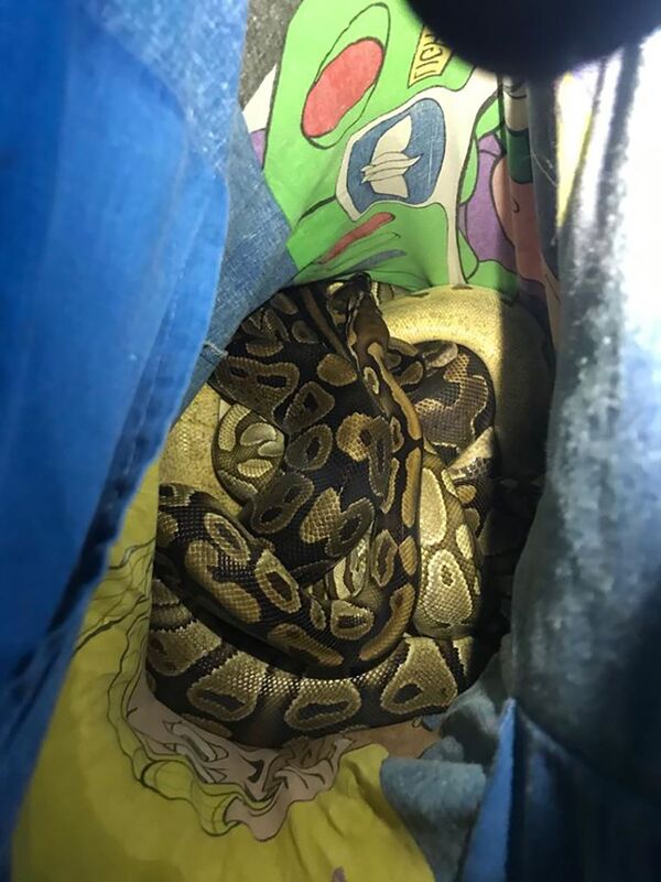  Em fronhas de criança, 13 pítons-africanas são abandonadas em rua britânica (FOTOS) - Sputnik Brasil