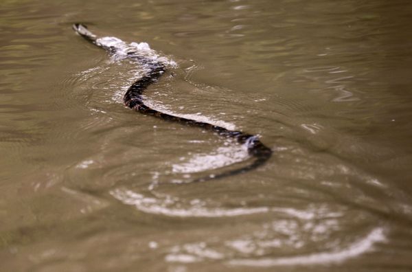 Parque é obrigado a fechar as portas por acasalamento massivo de cobras na Flórida - Sputnik Brasil