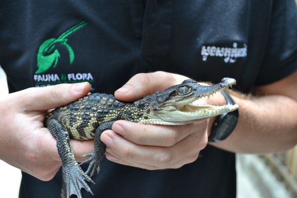 Bebês crocodilos-siameses quase extintos são avistados no Camboja (FOTO) - Sputnik Brasil