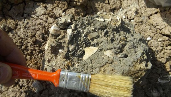 Especialistas trabalham em praia de 5.000 anos, descoberta na Argentina Especialistas trabalham em praia de 5.000 anos, descoberta na Argentina - Sputnik Brasil