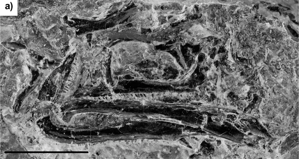 Paleontóloga brasileira lidera descoberta de fóssil de réptil pré-histórico na Alemanha (FOTO) Paleontóloga brasileira lidera descoberta de fóssil de réptil pré-histórico na Alemanha (FOTO) - Sputnik Brasil