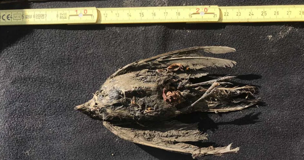 Caçadores descobrem pássaro de 46 mil anos no permafrost da Sibéria (FOTO) Caçadores descobrem pássaro de 46 mil anos no permafrost da Sibéria (FOTO) - Sputnik Brasil