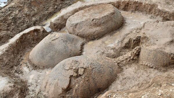 'Cemitério' de tatus gigantes de 20.000 anos é descoberto na Argentina (FOTOS, VÍDEO) - Sputnik Brasil
