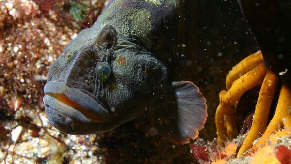 Peixe Cebidichthys violaceus - Sputnik Brasil