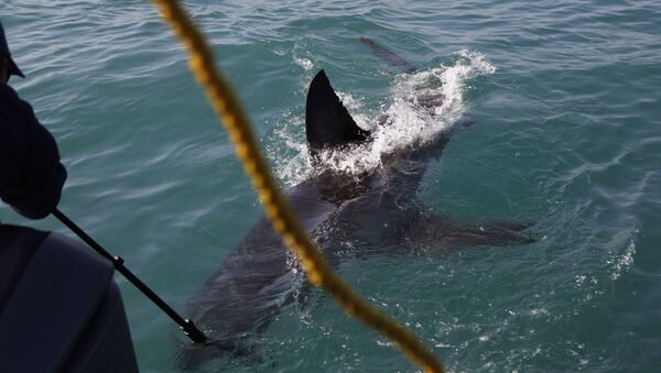 Tubarão-branco na África do Sul - Sputnik Brasil