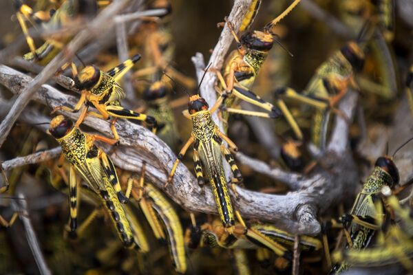 Pesticidas e batidas de tambor: Índia 'se arma' contra ataque de gafanhotos Pesticidas e batidas de tambor: Índia 'se arma' contra ataque de gafanhotos - Sputnik Brasil
