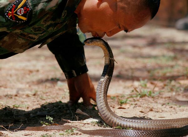 Instrutor beija cobra durante exercício militar Cobra Gold na Tailândia - Sputnik Brasil