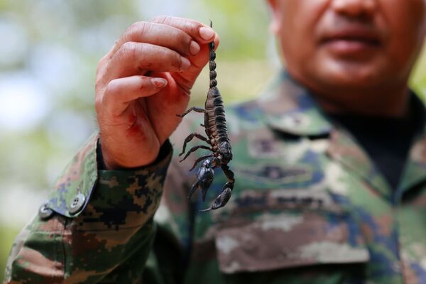 Instrutor demonstra escorpião que será ingerido por soldados - Sputnik Brasil