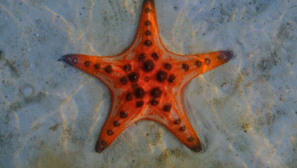 Estrela-do-mar na praia Starfish, Vietnã - Sputnik Brasil