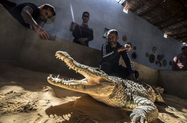 Vivendo com predadores: núbios do Egito dividem suas casas com crocodilos-do-nilo (FOTOS) Vivendo com predadores: núbios do Egito dividem suas casas com crocodilos-do-nilo (FOTOS) - Sputnik Brasil