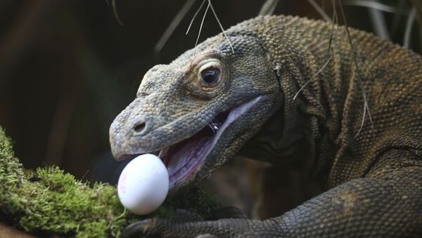 Dragão-de-komodo come ovo em zoológico de Londres - Sputnik Brasil
