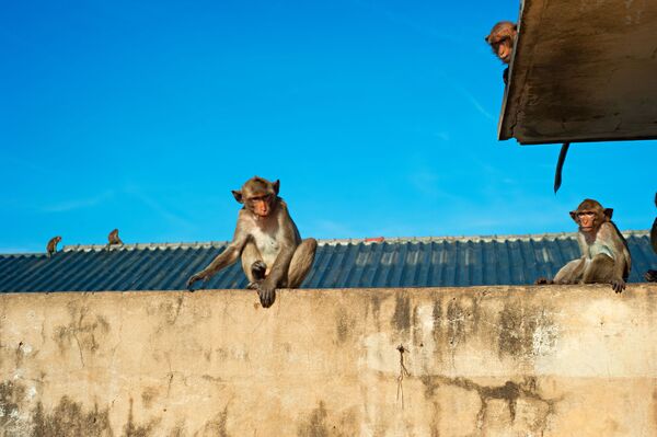 'Gangues' rivais de macacos acabam matando 2 homens esmagados na Índia 'Gangues' rivais de macacos acabam matando 2 homens esmagados na Índia - Sputnik Brasil