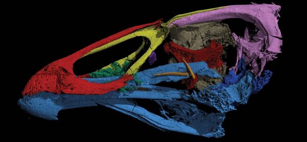 Fóssil da era dos dinossauros, 'Galinha maravilha' traz revelação sobre aves modernas (FOTO) - Sputnik Brasil