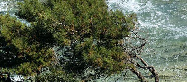 Pinheiro na ilha grega de Tasos (foto de arquivo) - Sputnik Brasil