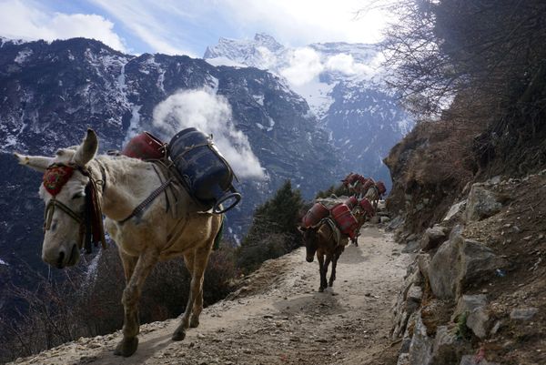 Mulas transportam cilindros de gás vazios durante pandemia de coronavírus, perto de Namche Bazar, na região do Evereste, 24 de março de 2020 Mulas transportam cilindros de gás vazios durante pandemia de coronavírus, perto de Namche Bazar, na região do Evereste, 24 de março de 2020 - Sputnik Brasil
