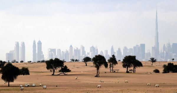 Animais da espécie órix-branco são vistos no deserto com vista da cidade de Dubai, nos Emirados Árabes Unidos, em 25 de março de 2020 Animais da espécie órix-branco são vistos no deserto com vista da cidade de Dubai, nos Emirados Árabes Unidos, em 25 de março de 2020 - Sputnik Brasil