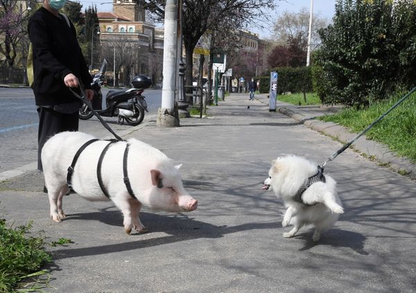 Mulher com máscara facial passeia com porco durante pandemia no distrito de Testaccio, em Roma, Itália, 21 de março de 2020 Mulher com máscara facial passeia com porco durante pandemia no distrito de Testaccio, em Roma, Itália, 21 de março de 2020 - Sputnik Brasil