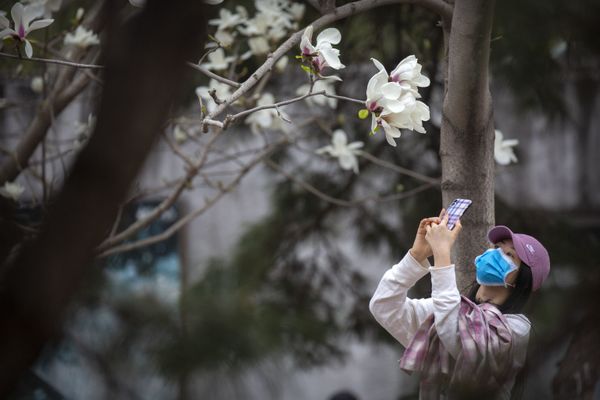 Mulher tira foto de flores no Zoológico de Pequim durante pandemia de coronavírus, China, 24 de março de 2020 Mulher tira foto de flores no Zoológico de Pequim durante pandemia de coronavírus, China, 24 de março de 2020 - Sputnik Brasil
