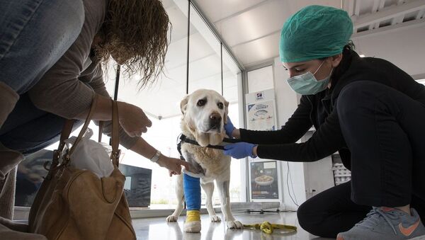Cachorro visita veterinário na Espanha (foto de arquivo) - Sputnik Brasil