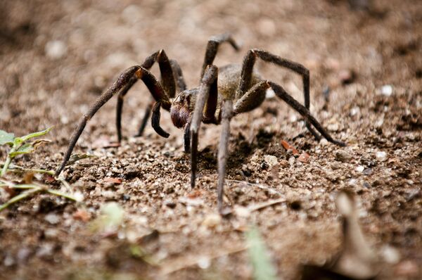 Aranha brasileira entra em lista de mídia dos 7 animais mais mortais do mundo - Sputnik Brasil