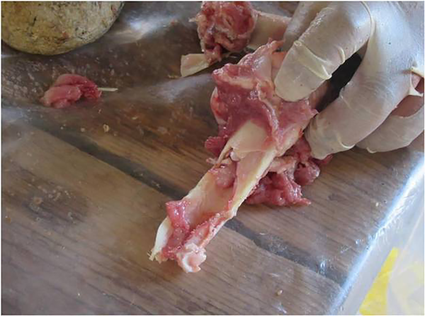 Função de misteriosas pedras redondas pré-históricas é descoberta (FOTOS) - Sputnik Brasil