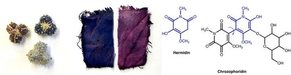 Cientistas portugueses resolvem mistério de 1.000 anos de rara tinta azul medieval (FOTOS) - Sputnik Brasil